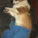 Corgi